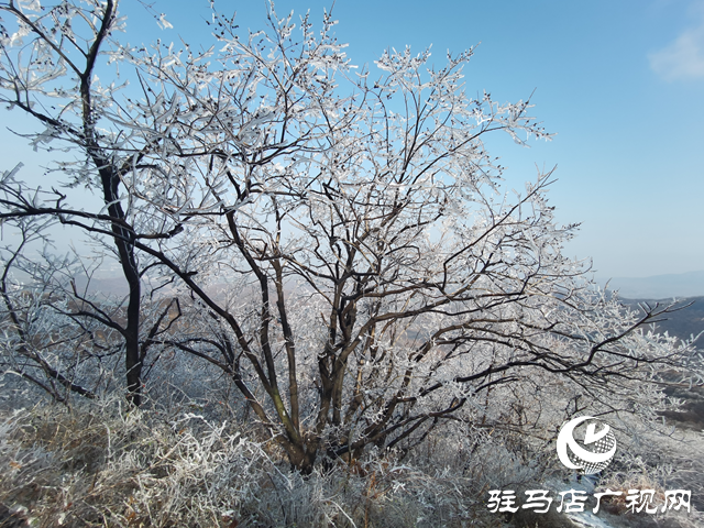 【組圖】駐馬店金頂山：漫山玉樹(shù)瓊枝如夢(mèng)如畫
