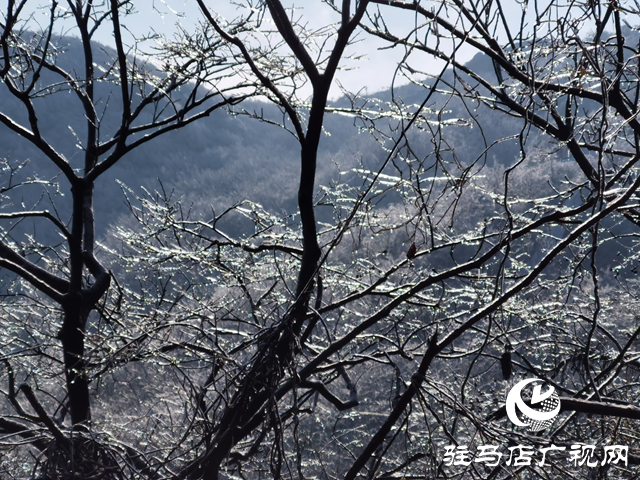 【組圖】駐馬店金頂山：漫山玉樹(shù)瓊枝如夢(mèng)如畫