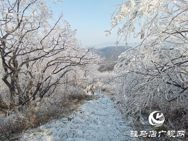 【組圖】駐馬店金頂山：漫山玉樹(shù)瓊枝如夢(mèng)如畫