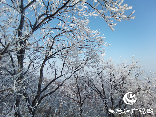 【組圖】駐馬店金頂山：漫山玉樹(shù)瓊枝如夢(mèng)如畫
