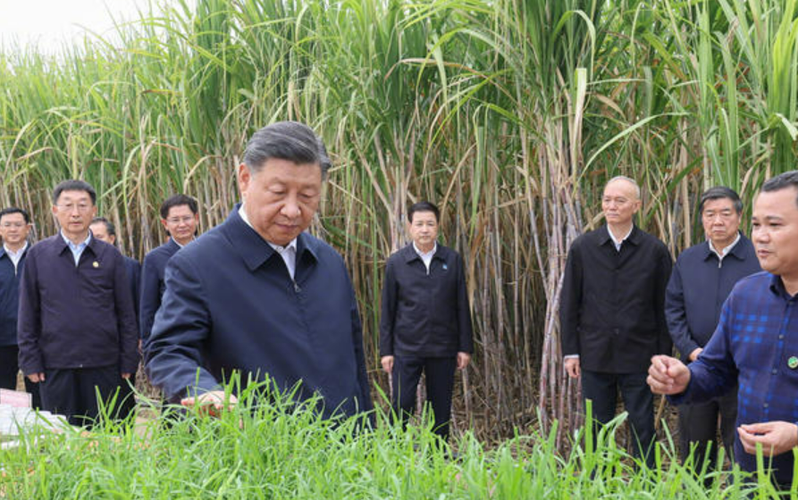 習(xí)近平在廣西來賓市考察調(diào)研