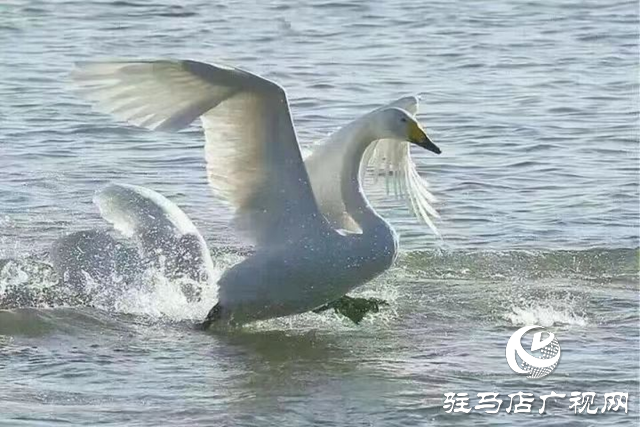 新蔡縣：&ldquo;五湖四帶&rdquo;披銀裝 雪中風(fēng)景美如畫