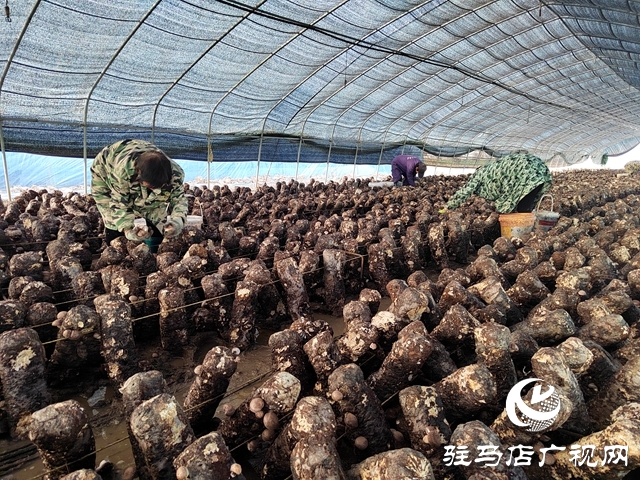泌陽(yáng)縣楊家集鎮(zhèn)孟崗村：開(kāi)展香菇規(guī)?；N植 打造“一村一品”特色產(chǎn)業(yè)