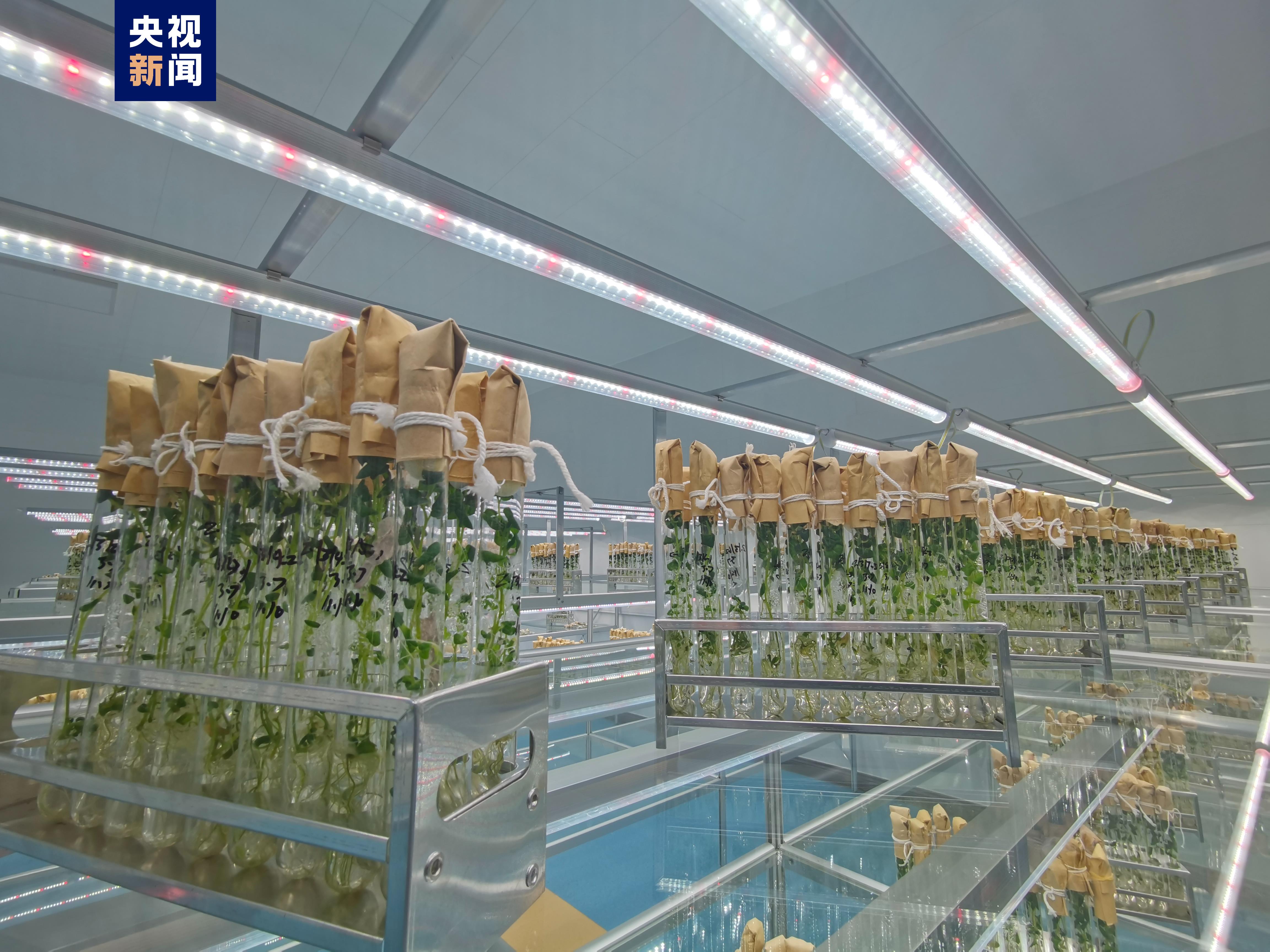 我國首批航天耐鹽堿馬鈴薯進入品種選育階段