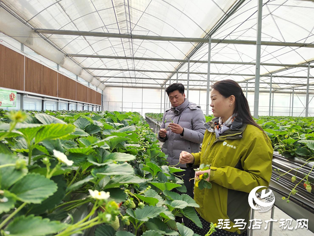 市天中生態(tài)農(nóng)業(yè)：市委五屆五次全會暨市委經(jīng)濟工作會議精神進一步激發(fā)創(chuàng)新意識