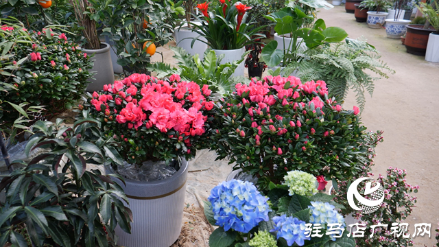 西平縣人和鄉(xiāng)：特色花卉產(chǎn)業(yè)“點亮”鄉(xiāng)村產(chǎn)業(yè)振興