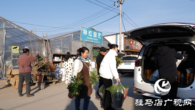 西平縣人和鄉(xiāng)：特色花卉產(chǎn)業(yè)“點亮”鄉(xiāng)村產(chǎn)業(yè)振興