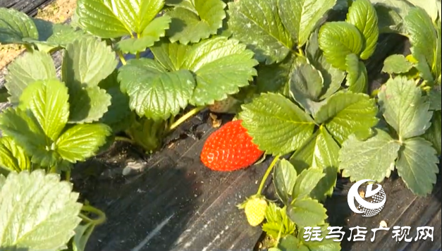 張喜偉：草莓種植帶來(lái)幸福生活