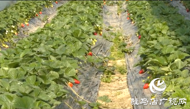 張喜偉：草莓種植帶來(lái)幸福生活
