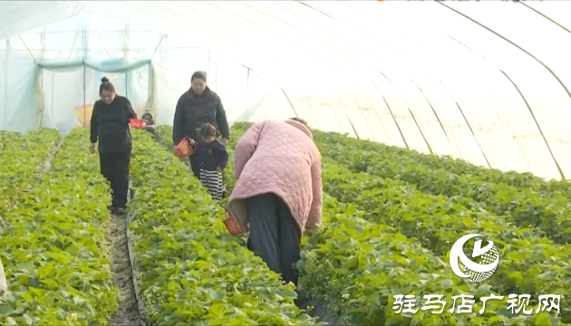 張喜偉：草莓種植帶來(lái)幸福生活