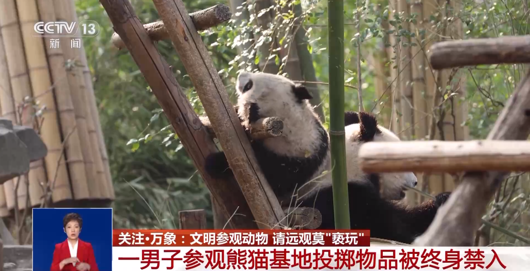 又有游客被終身禁入，為什么不能隨意投喂大熊貓？