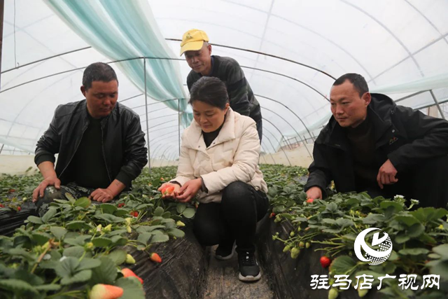 趙艷勤：滿腔真情譜寫(xiě)科技興農(nóng)新篇章
