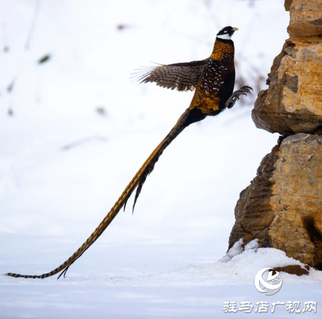 泌陽(yáng)銅山湖驚現(xiàn)雪中美麗的珍稀瀕危鳥(niǎo)類白冠長(zhǎng)尾雉