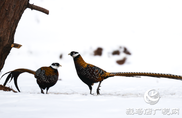 泌陽(yáng)銅山湖驚現(xiàn)雪中美麗的珍稀瀕危鳥(niǎo)類白冠長(zhǎng)尾雉