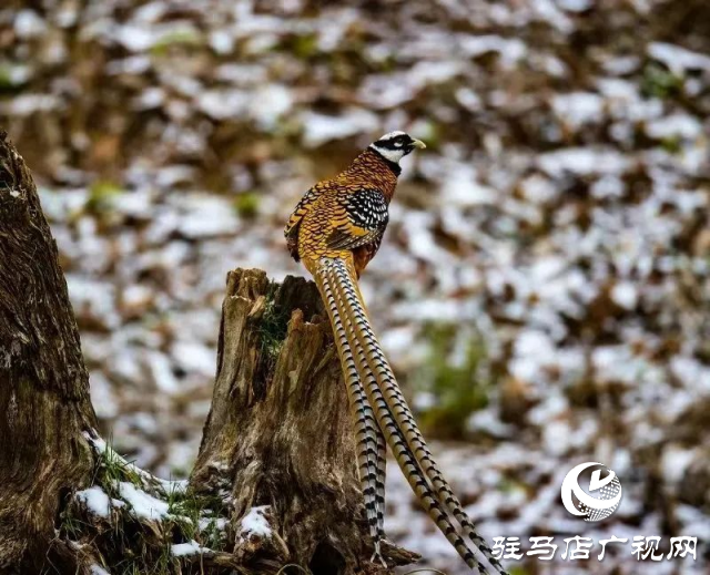 泌陽(yáng)銅山湖驚現(xiàn)雪中美麗的珍稀瀕危鳥(niǎo)類白冠長(zhǎng)尾雉