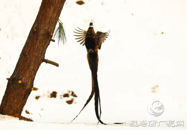 泌陽(yáng)銅山湖驚現(xiàn)雪中美麗的珍稀瀕危鳥(niǎo)類白冠長(zhǎng)尾雉