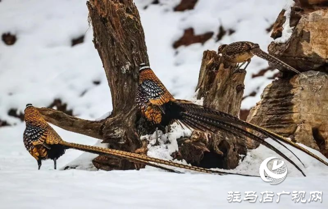 泌陽(yáng)銅山湖驚現(xiàn)雪中美麗的珍稀瀕危鳥(niǎo)類白冠長(zhǎng)尾雉