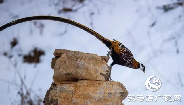 泌陽(yáng)銅山湖驚現(xiàn)雪中美麗的珍稀瀕危鳥(niǎo)類白冠長(zhǎng)尾雉