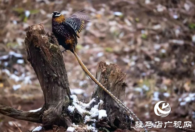 泌陽(yáng)銅山湖驚現(xiàn)雪中美麗的珍稀瀕危鳥(niǎo)類白冠長(zhǎng)尾雉