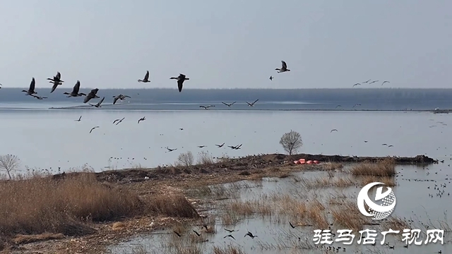 寒冬，他們在宿鴨湖濕地守護候鳥