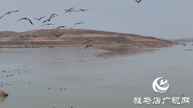 寒冬，他們在宿鴨湖濕地守護候鳥