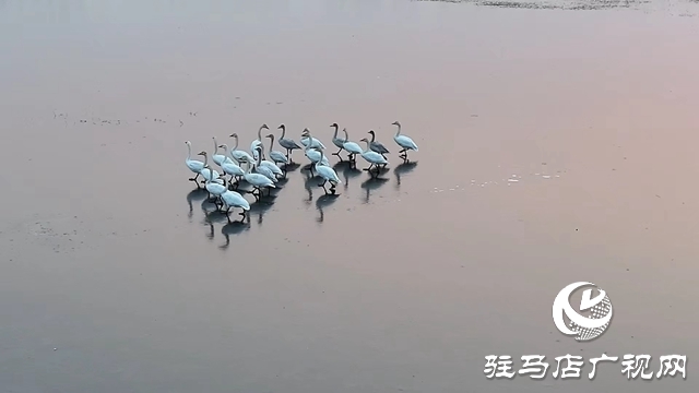 寒冬，他們在宿鴨湖濕地守護候鳥