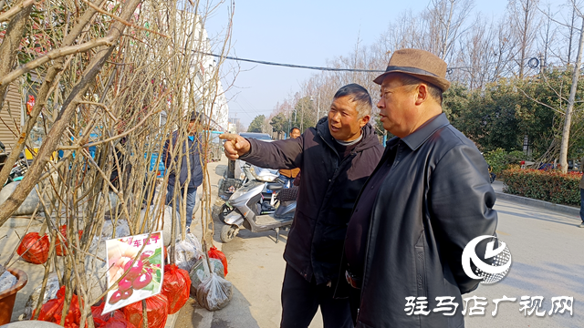 平輿縣：春來(lái)苗木俏 市場(chǎng)購(gòu)銷旺