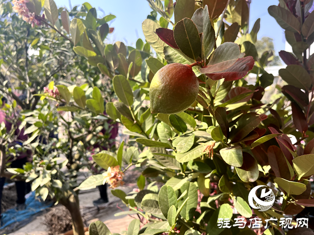 平輿縣：春來(lái)苗木俏 市場(chǎng)購(gòu)銷旺