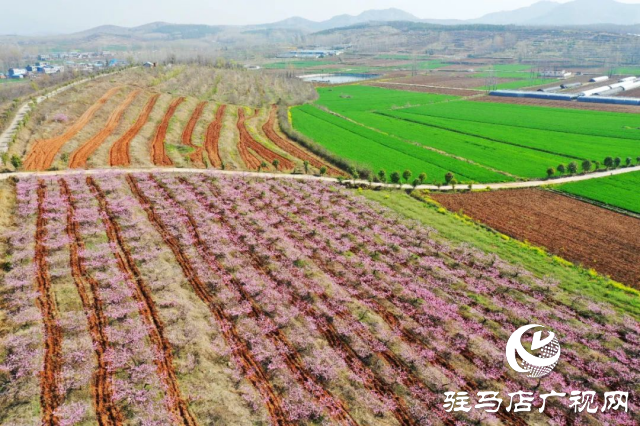 萬(wàn)畝花田，駐馬店又一春天美景打卡地
