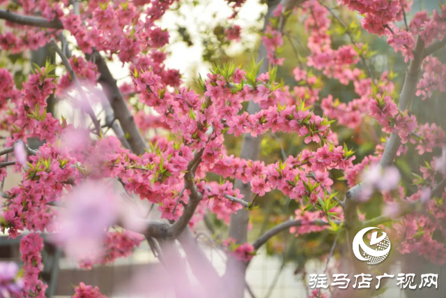 萬(wàn)畝花田，駐馬店又一春天美景打卡地