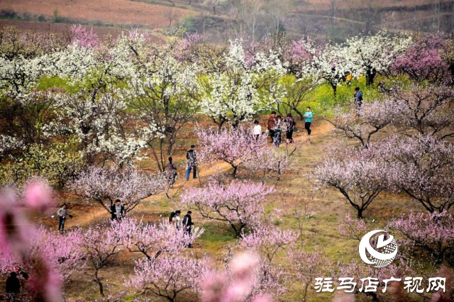 萬(wàn)畝花田，駐馬店又一春天美景打卡地