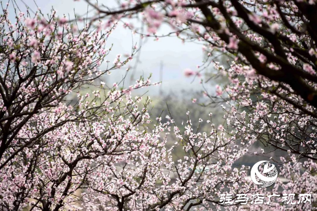 萬(wàn)畝花田，駐馬店又一春天美景打卡地
