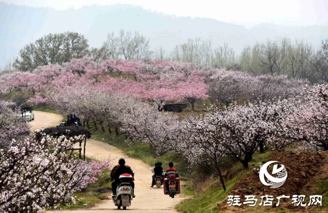 萬(wàn)畝花田，駐馬店又一春天美景打卡地