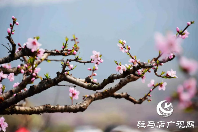 萬(wàn)畝花田，駐馬店又一春天美景打卡地