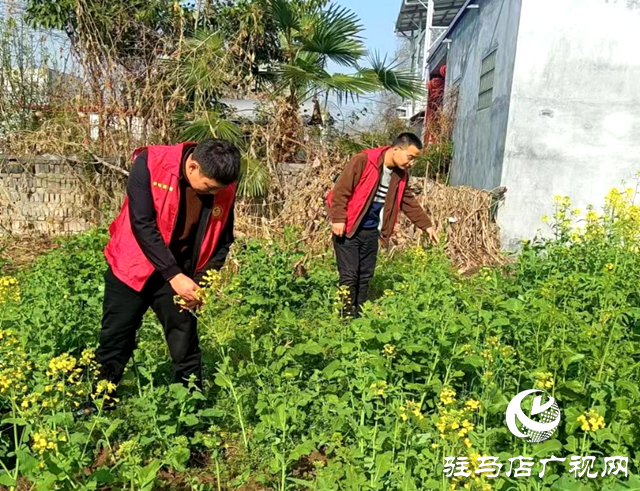 平輿縣李屯鎮(zhèn)：扎實(shí)開展禁種鏟毒踏查專項(xiàng)行動