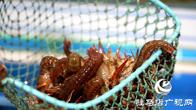 第一批小龍蝦已上市，你“嘗鮮”了嗎？