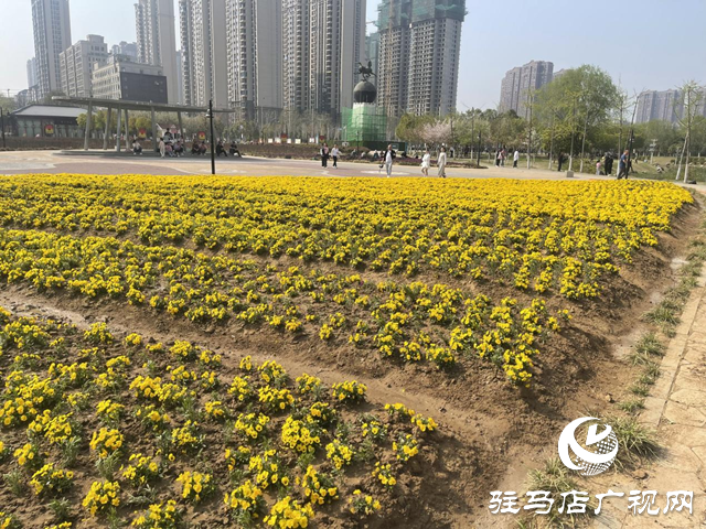 駐馬店開源公園換“新裝” 賞花又有新亮點