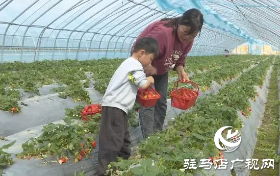上蔡縣齊海鄉(xiāng)：草莓采摘正當時