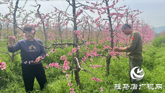 驛城區(qū)蟻蜂鎮(zhèn)紅云家庭農(nóng)場(chǎng)：發(fā)展生態(tài)農(nóng)業(yè) 走上致富之路
