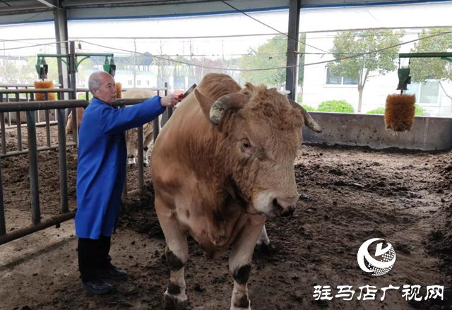 全國(guó)兩會(huì)精神進(jìn)基層||泌陽(yáng)縣夏南牛科技開發(fā)有限公司：加快發(fā)展新質(zhì)生產(chǎn)力 推動(dòng)肉牛產(chǎn)業(yè)發(fā)展壯大