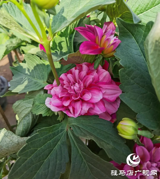 泌陽(yáng)：用花卉點(diǎn)綴美好生活