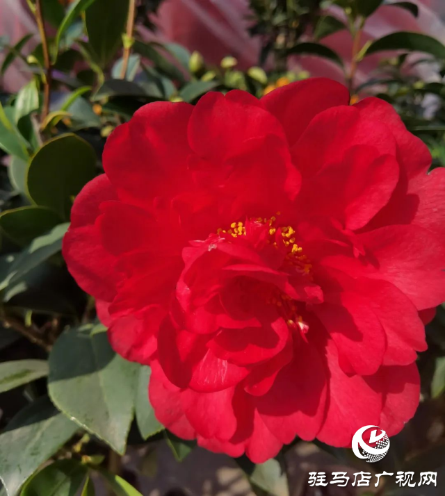 泌陽(yáng)：用花卉點(diǎn)綴美好生活