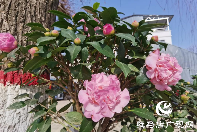 泌陽(yáng)：用花卉點(diǎn)綴美好生活