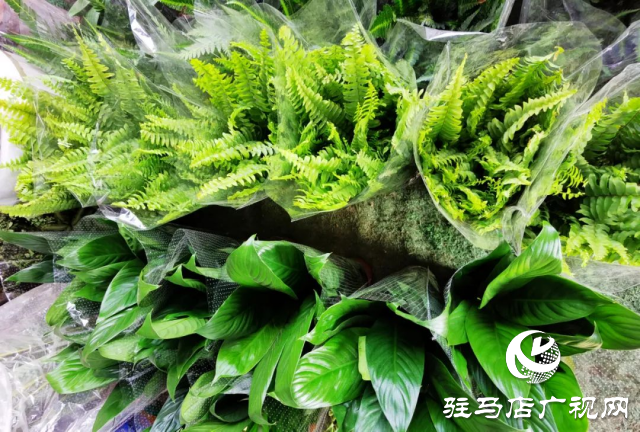 泌陽(yáng)：用花卉點(diǎn)綴美好生活