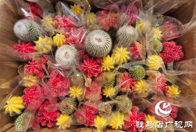 泌陽(yáng)：用花卉點(diǎn)綴美好生活