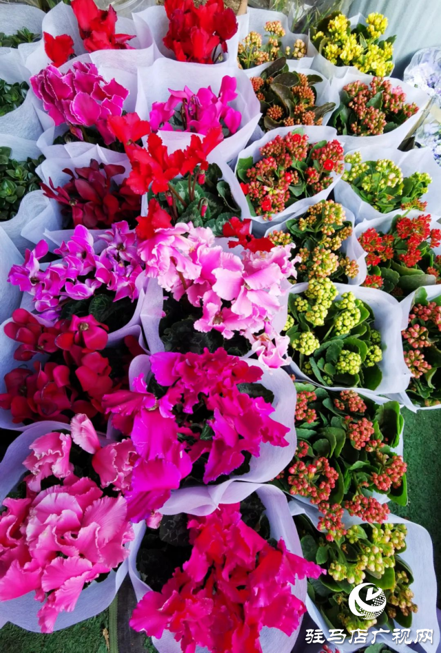 泌陽(yáng)：用花卉點(diǎn)綴美好生活
