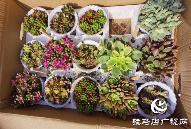 泌陽(yáng)：用花卉點(diǎn)綴美好生活