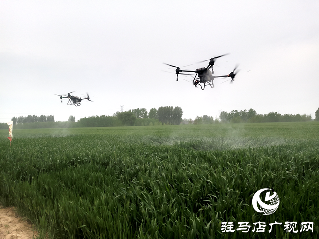 汝南縣古塔街道：開(kāi)展小麥飛防作業(yè)　確保夏糧豐產(chǎn)豐收