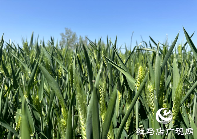 距離小麥收獲還有40多天!加強小麥穗期管理，小麥赤霉病等重大病蟲害防控進入關(guān)鍵時期!