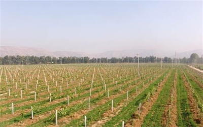 未經(jīng)民主議定程序 村干部不能對(duì)外發(fā)包土地（以案說(shuō)法）